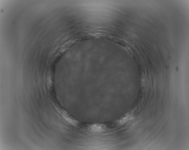 X0000062830566200602101514