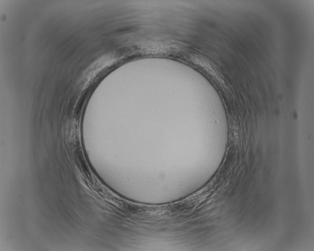 X0000062830583200602101514