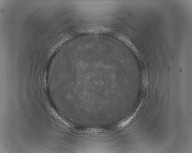 X0000062830585200602101514