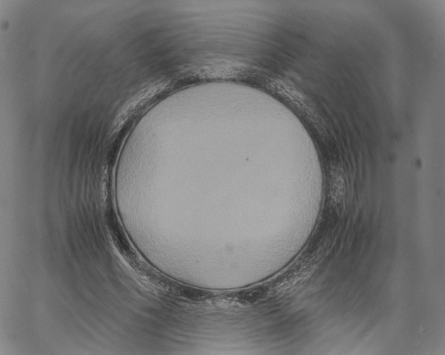 X0000062830586200602101514