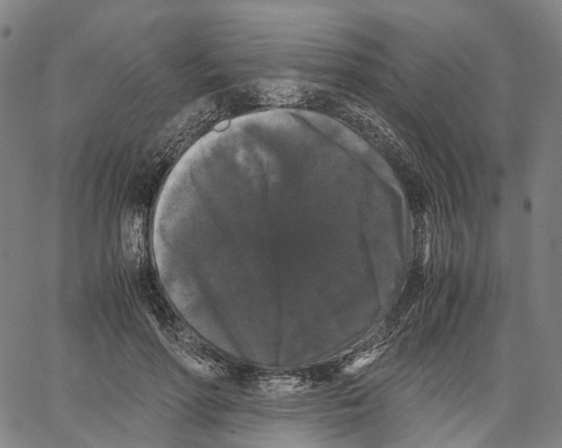 X0000062830598200602101514