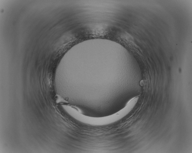 X0000062830608200602101513