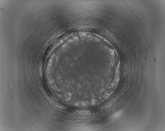 X0000062830644200602101513
