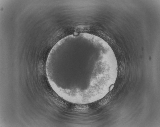 X0000062830659200602101513