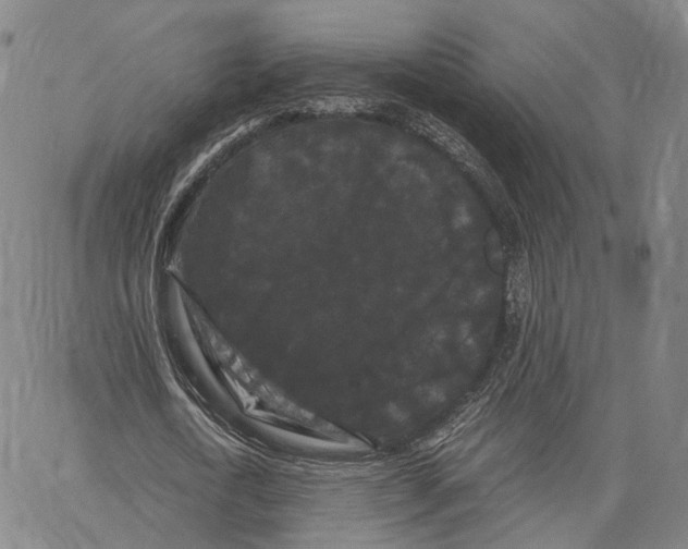 X0000062830722200602101511