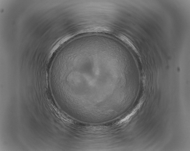 X0000062830781200602101511
