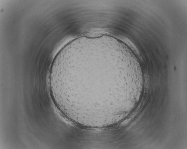X0000062830814200602101510