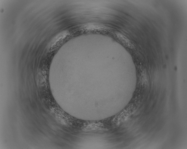 X0000062830824200602101509