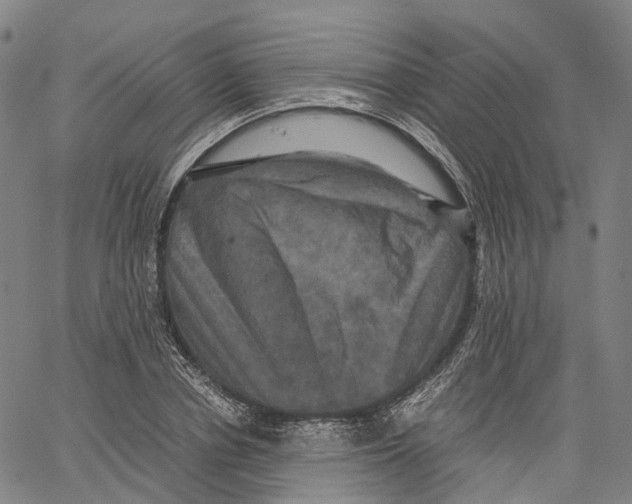 X0000062830834200602101509