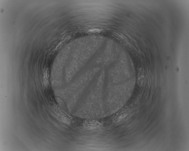 X0000062830866200602101509
