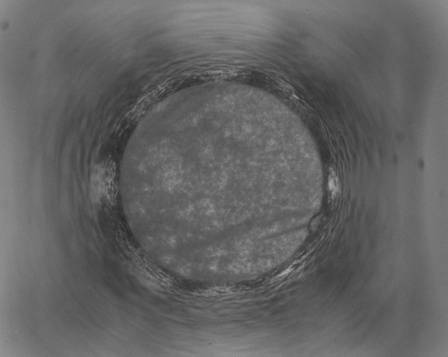 X0000062830867200602101509