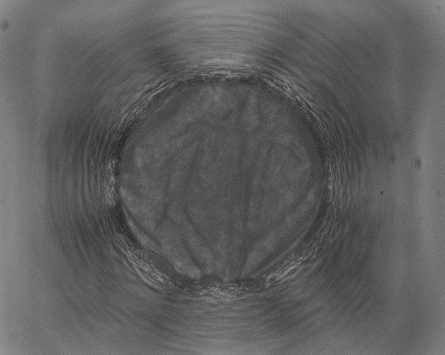 X0000062830868200602101509