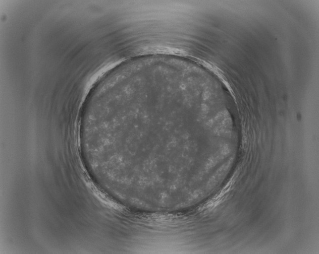 X0000062830987200602101507