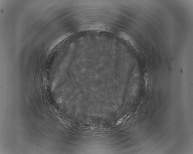 X0000062831064200602101506