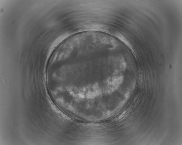 X0000062831088200602101506