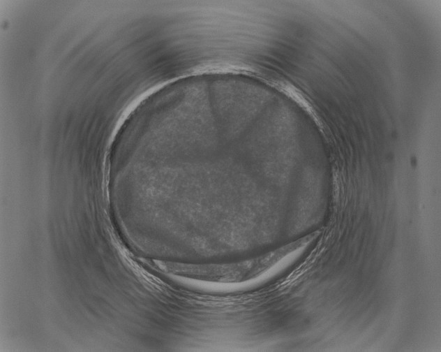 X0000062831124200602101505