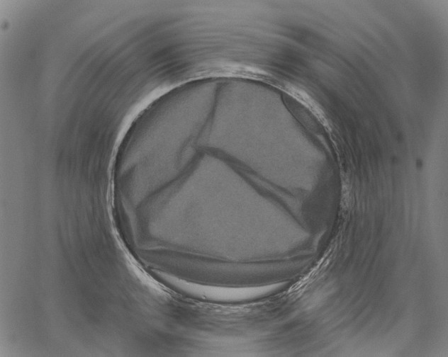 X0000062831136200602101505