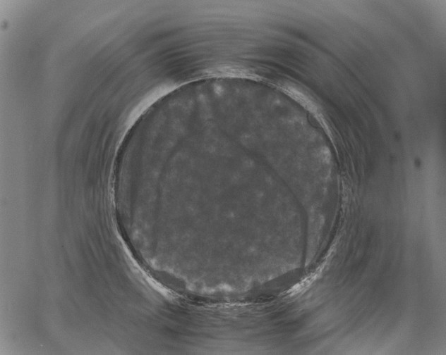 X0000062831141200602101505