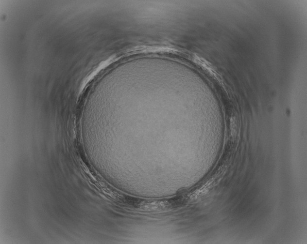 X0000062831165200602101504