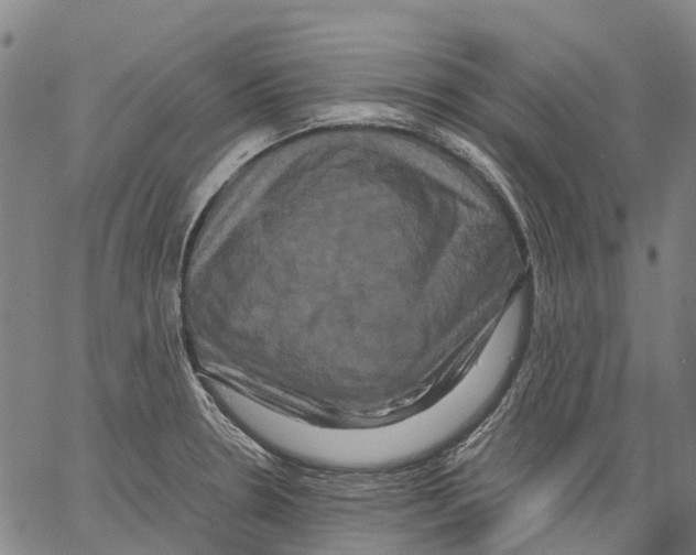 X0000062831330200602101502