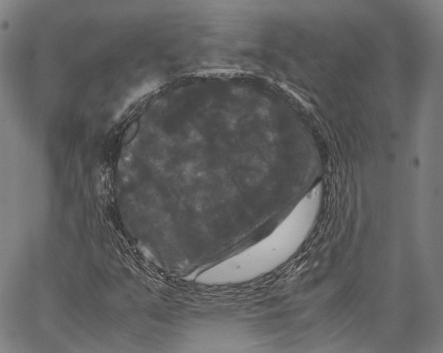 X0000062831351200602101501
