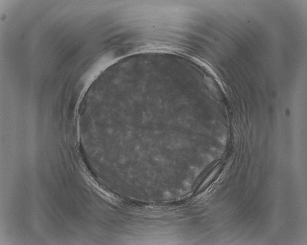 X0000062831371200602101501