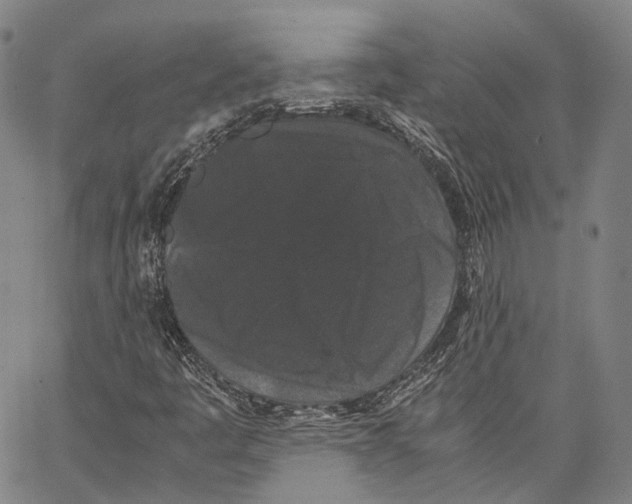 X0000062831445200602101500