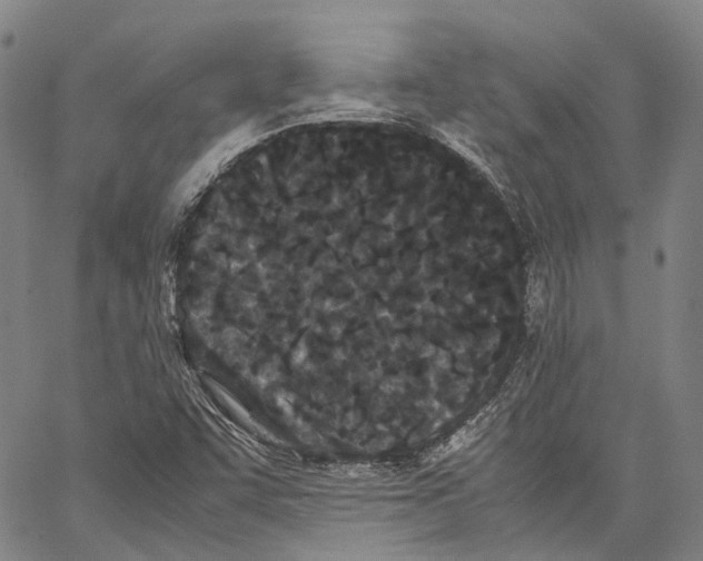 X0000062831455200602101500
