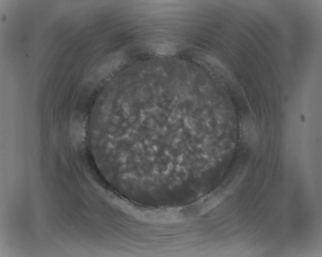 X0000062840032200601131335