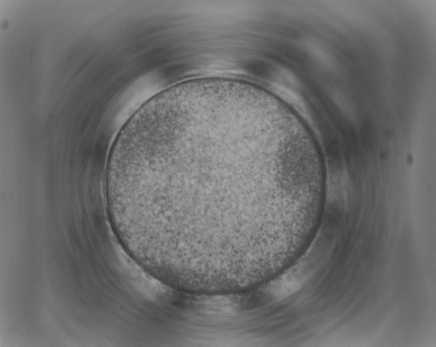 X0000062841338200601131314