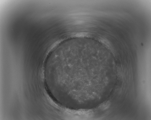 X0000062840016200601171457