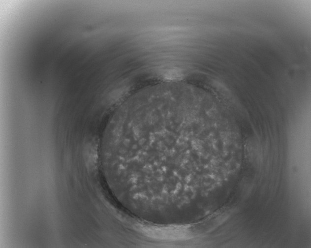 X0000062840032200601171457