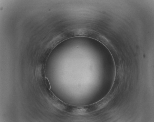 X0000062840217200601201646