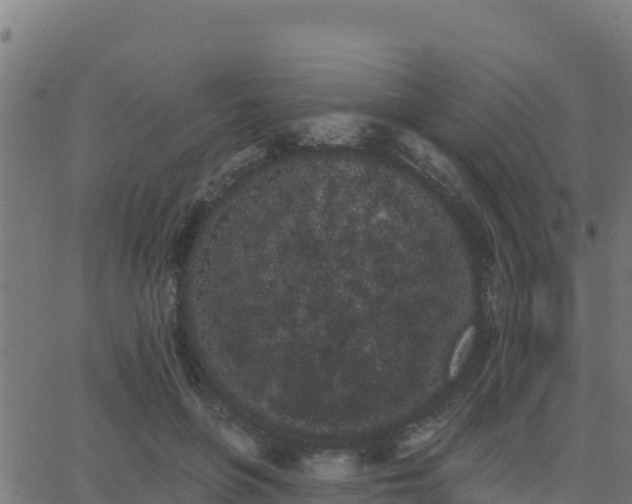 X0000062840551200601201640