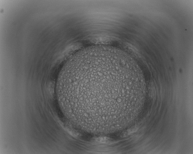 X0000062840695200601201638