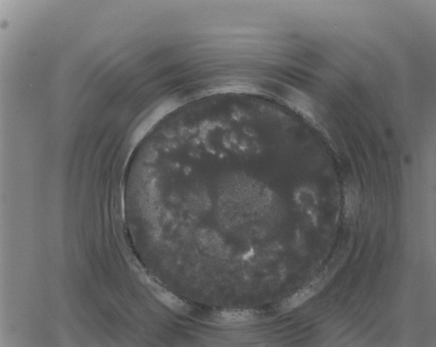 X0000062841274200601201629