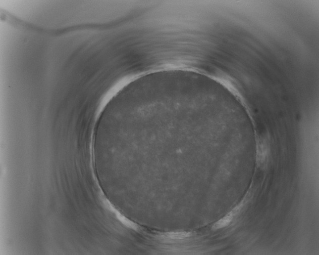 X0000062841294200601201628