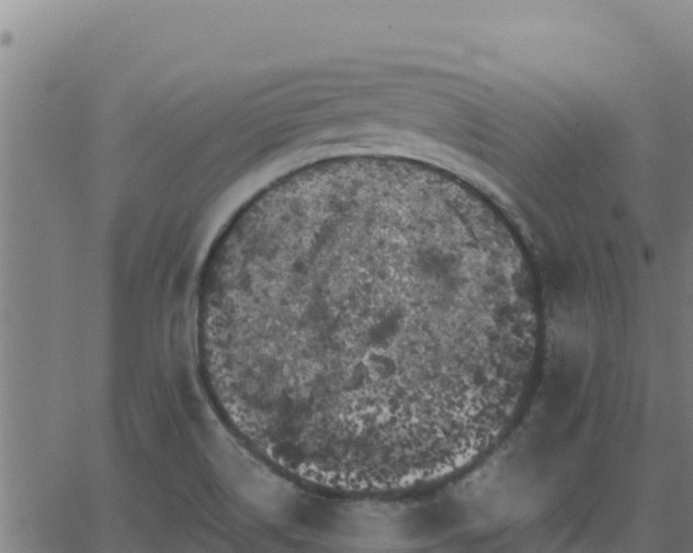 X0000062841514200601201625