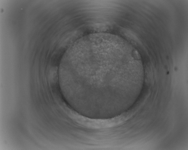 X0000062840034200601272027