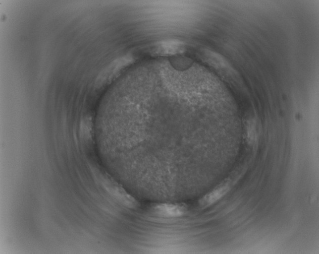 X0000062840326200601272022