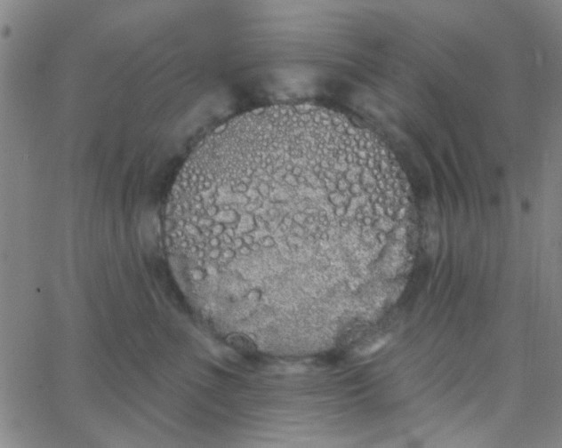 X0000062840523200601272019