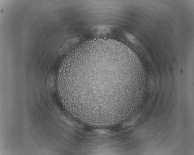 X0000062840654200601272017