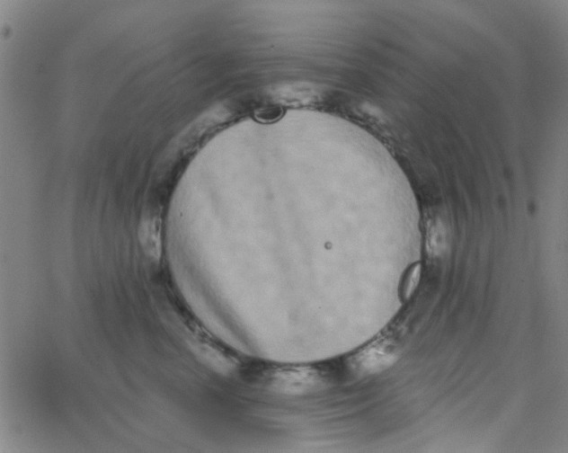 X0000062840666200601272017