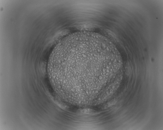 X0000062840695200601272016