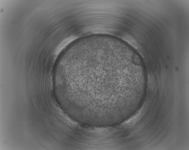 X0000062840782200601272015