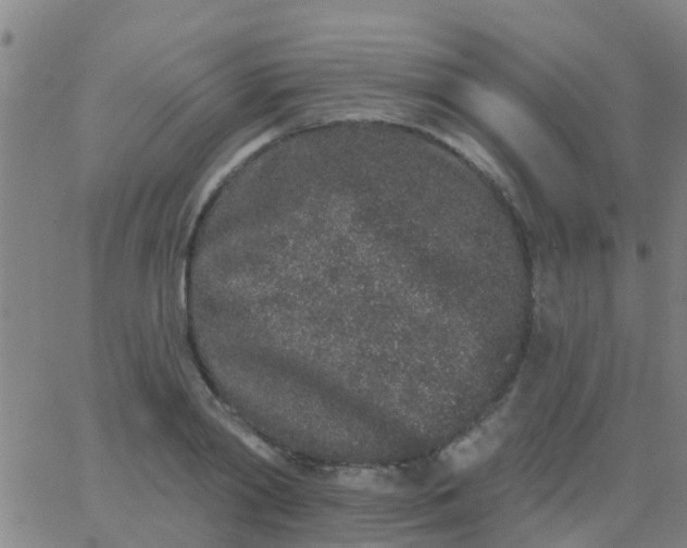 X0000062840790200601272015