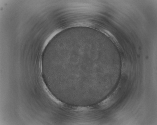 X0000062840796200601272015