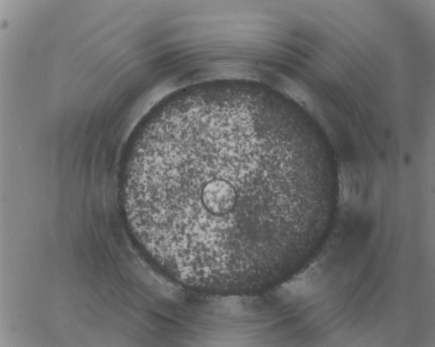 X0000062840828200601272014