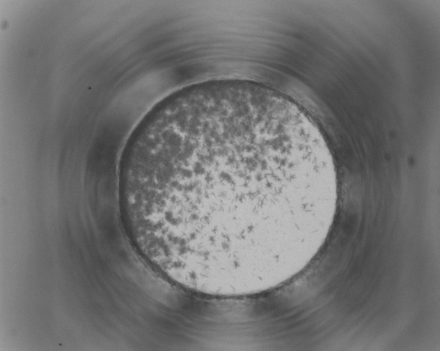 X0000062840836200601272014