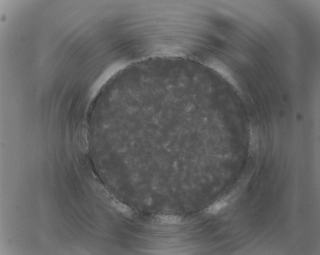 X0000062840878200601272013